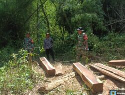 Pencurian Kayu Sonokeling Marak di Hutan Dusun Ai Jati Alas Barat Sumbawa